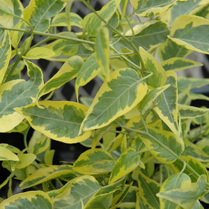 Variegated Potato Vine | Solanum jasminoides 'Aurea'