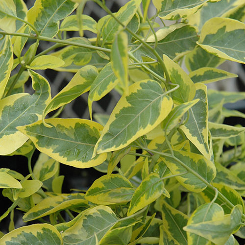 Variegated Potato Vine | Solanum jasminoides 'Aurea'