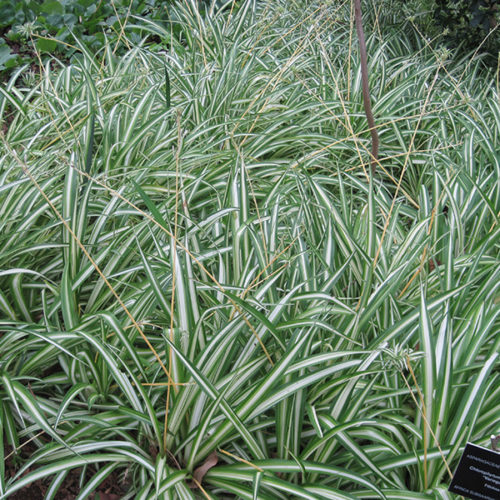 Variegated Spider Plant | Chlorophytum comosum 'Variegatum'