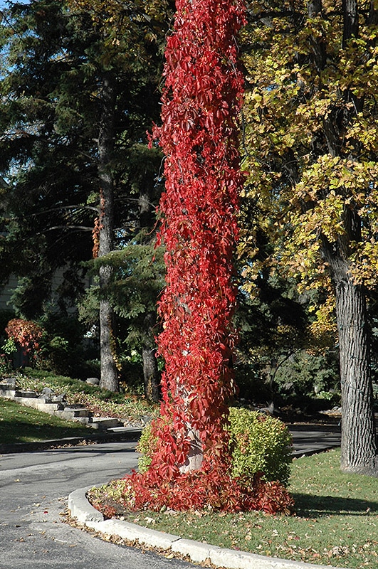 Image of Virginia creeper shrub