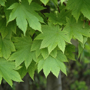 Vitifolium Fullmoon Maple | Acer japonicum 'Vitifolium'