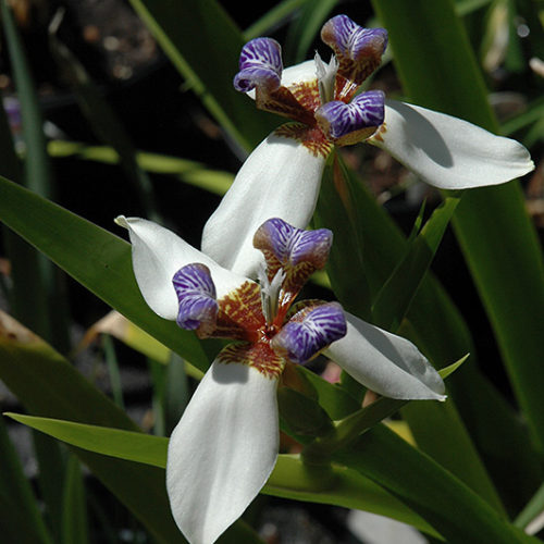 Walking Iris | Neomarica gracilis
