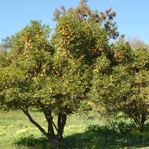 Washington Navel Orange | Citrus sinensis 'Washington Navel'