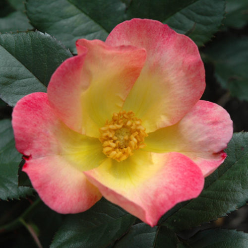Roses - Buchanan's Native Plants