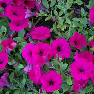 Wave Purple Classic Petunia | Petunia 'Wave Purple Classic'