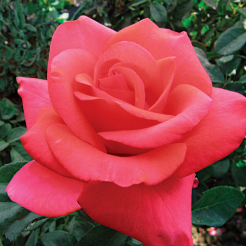 We Salute You Rose | Rosa 'WEKvoosun'