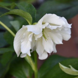 Wedding Ruffles Hellebore | Helleborus 'Wedding Ruffles'