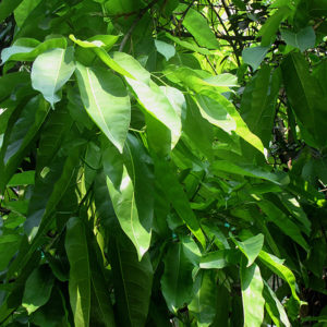 Weeping Fig | Ficus benjamina
