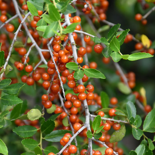 Weeping Yaupon Holly - Buchanan's Native Plants