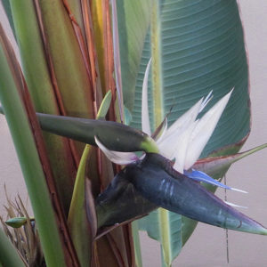 White Bird Of Paradise | Strelitzia nicolai