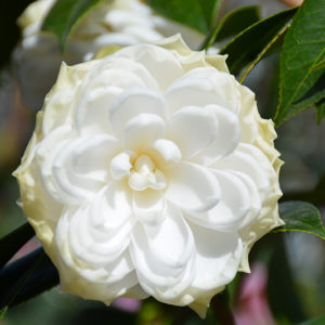 White By The Gate Camellia | Camellia japonica 'White By The Gate'