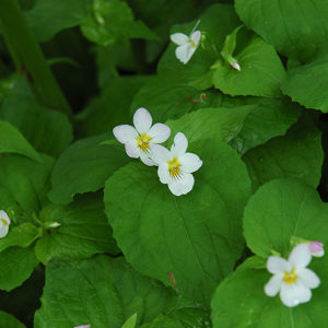 White Czar Marsh Violet | Viola obliqua 'White Czar'
