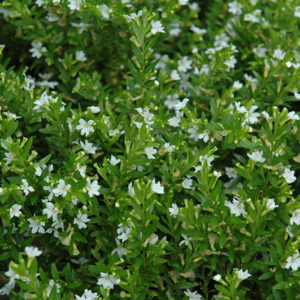 White False Heather | Cuphea hyssopifolia 'Alba'