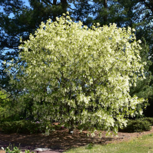 White Fringetree | Chionanthus virginicus