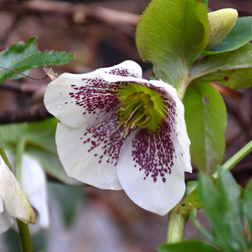 White Lady Spotted Hellebore | Helleborus 'White Lady Spotted'