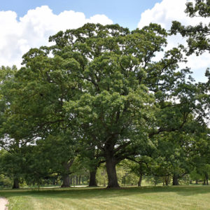 White Oak | Quercus alba