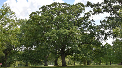 White Oak | Quercus alba
