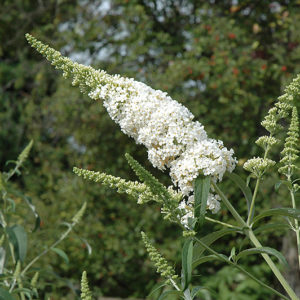 White Profusion Butterfly Bush | Buddleia davidii 'White Profusion'