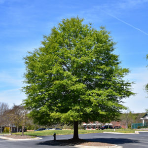 Willow Oak | Quercus phellos