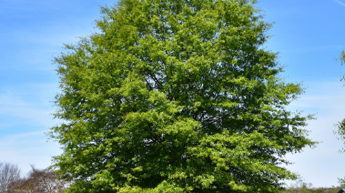 Willow Oak | Quercus phellos