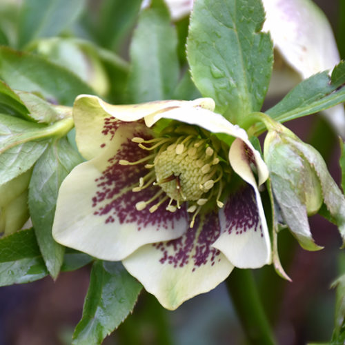 Winter Jewels Painted Hellebore | Helleborus 'Winter Jewels Painted'