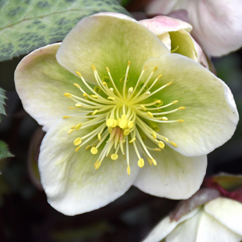 Winter Moonbeam Hellebore | Helleborus 'Winter Moonbeam'