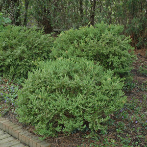 Wintergreen Boxwood | Buxus microphylla 'Wintergreen'