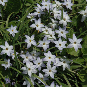 Wisley Blue Spring Starflower | Ipheion uniflorum 'Wisley Blue'