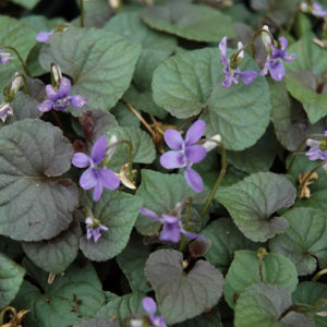 Wood Violet | Viola odorata