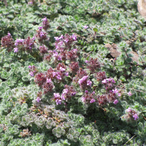 Wooly Thyme | Thymus pseudolanuginosis
