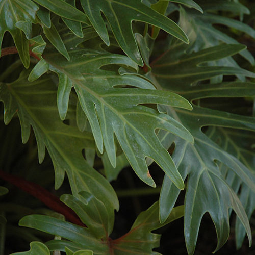 Xanadu Philodendron | Philodendron 'Winterbourn'