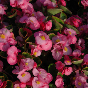 Yang Pink Begonia | Begonia 'Yang Pink'