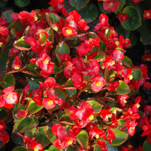 Yang Red Begonia | Begonia 'Yang Red'