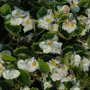 Yang White Begonia | Begonia 'Yang White'
