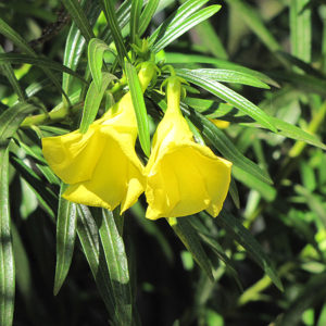 Yellow Oleander | Thevetia peruviana