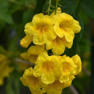 Yellow Trumpetbush | Tecoma stans