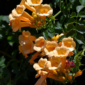Yellow Trumpetvine | Campsis radicans 'Flava'