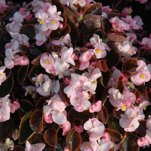 Yin Pink Begonia | Begonia 'Yin Pink'