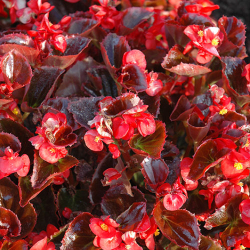 Yin Red Begonia | Begonia 'Yin Red'
