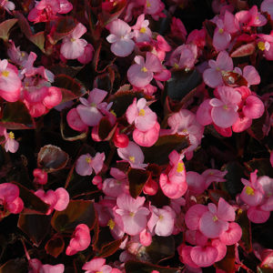 Yin Rose Begonia | Begonia 'Yin Rose'