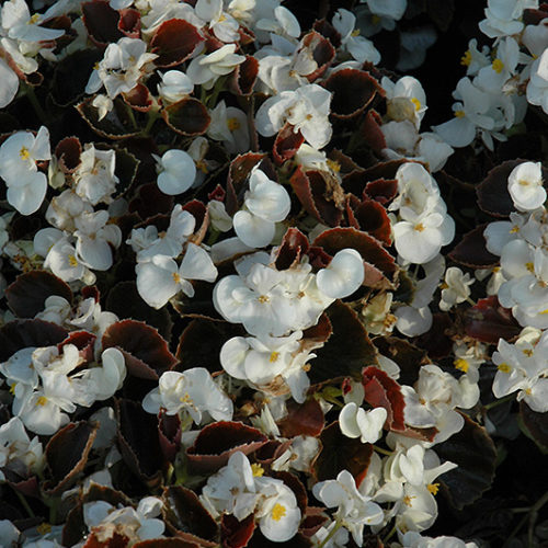 Yin White Begonia | Begonia 'Yin White'