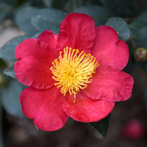 Yuletide Camellia | Camellia sasanqua 'Yuletide'