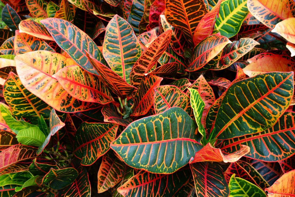 Houston gardening by the month archives buchanan s native plants