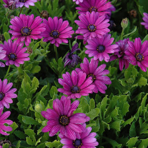 Akila® Purple African Daisy | Osteospermum ecklonis 'Akila Purple'