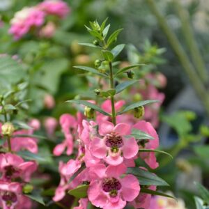 Angelface® Pink Angelonia | Angelonia angustifolia 'Angelface Pink'