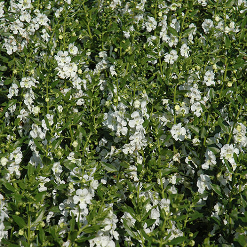 Angelface® White Angelonia | Angelonia angustifolia 'Anwhitim'
