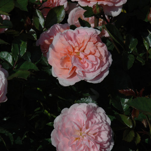 Apricot Drift® Rose | Rosa 'Meimirrote'