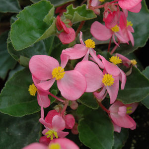 BabyWing® Pink Begonia | Begonia 'BabyWing Pink'