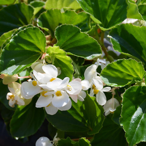 BabyWing® White Begonia | Begonia 'BabyWing White'