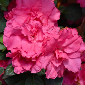 Bloom-A-Thon® Pink Double Azalea | Rhododendron 'RLH1-2P8'